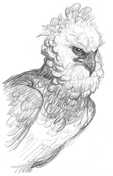 águila arpía del Orinoco