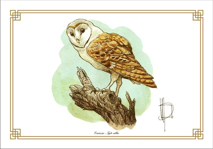 «Barn Owl» (30x21)